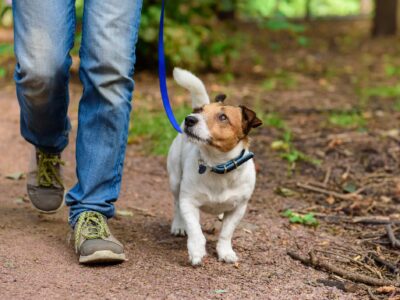 Brooklyn Pup Dog Training